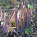 Alloclavaria - Photo (c) Gina Smith, some rights reserved (CC BY-NC), uploaded by Gina Smith