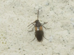 Anaspis fasciata