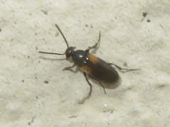 Anaspis fasciata