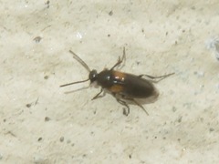 Anaspis fasciata