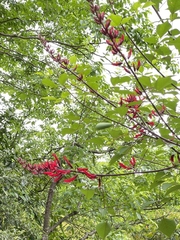 Erythrina corallodendron