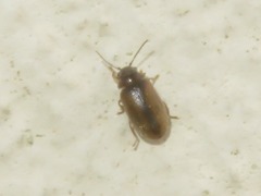Contacyphon laevipennis