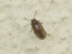Contacyphon laevipennis