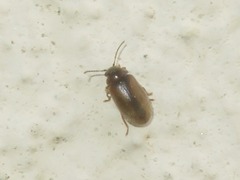 Contacyphon laevipennis