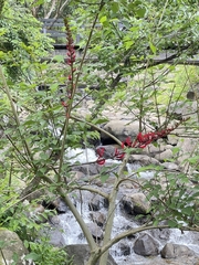 Erythrina corallodendron