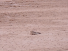 Caprimulgus aegyptius