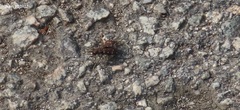 Cicindela gemmata