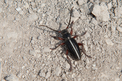 Dorcadion cinerarium