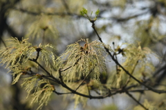 Fraxinus chinensis