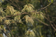 Fraxinus chinensis