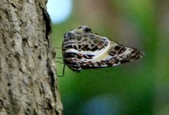 Agatasa calydonia