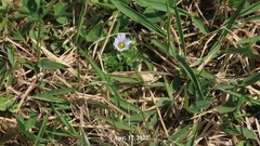Gentiana squarrosa