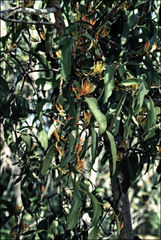 Dendrophthoe glabrescens