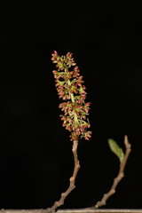 Fortunearia sinensis