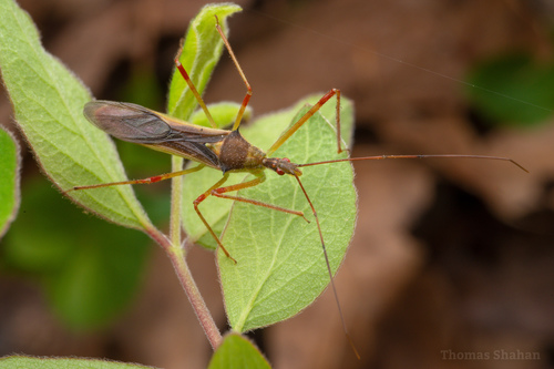 Pale Green Assassin Bug, photo 3 of 7