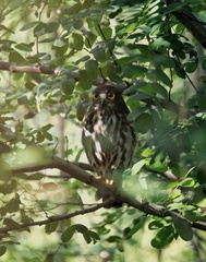 Ninox japonica