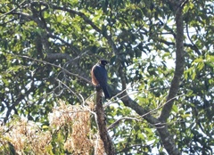 Falco severus
