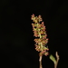 Fortunearia sinensis - Photo (c) Yao Li, alguns direitos reservados (CC BY-NC), uploaded by Yao Li