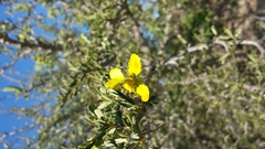 Senna meridionalis