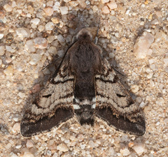 Euproserpinus phaeton