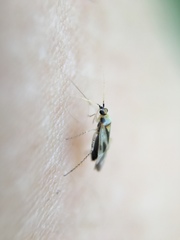 Miridae