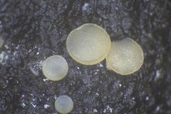 Coprotus