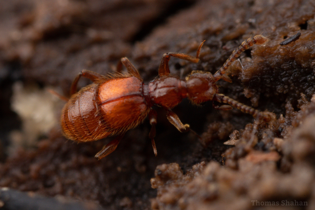 Batrisodes ionae