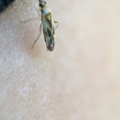 Miridae