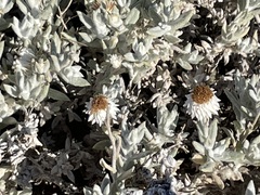 Anemocarpa saxatilis