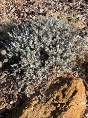 Anemocarpa saxatilis