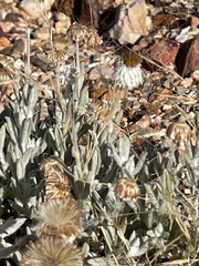 Anemocarpa saxatilis