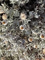 Anemocarpa saxatilis