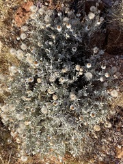 Anemocarpa saxatilis