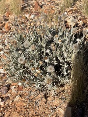 Anemocarpa saxatilis