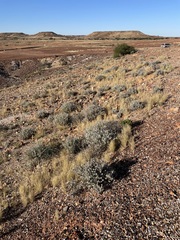 Anemocarpa saxatilis