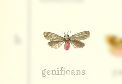 Lycomorphodes genificans