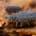 Moss Springtail - Photo (c) Thomas Shahan, some rights reserved (CC BY-NC), uploaded by Thomas Shahan