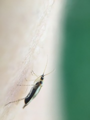 Miridae