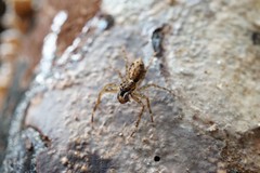 Salticidae