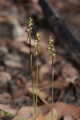 Genoplesium despectans