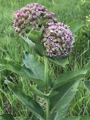 Asclepias syriaca × sullivantii