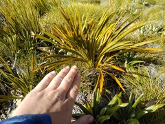Aciphylla ferox