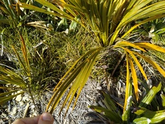 Aciphylla ferox