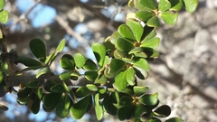 Diospyros manampetsae