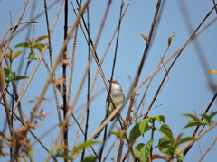 Prinia hodgsonii