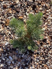 Arabidella glaucescens