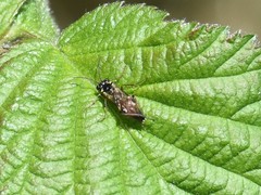 Aglaostigma aucupariae