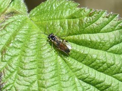 Aglaostigma aucupariae