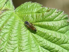 Aglaostigma aucupariae