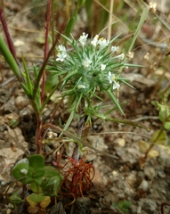 Navarretia intertexta
